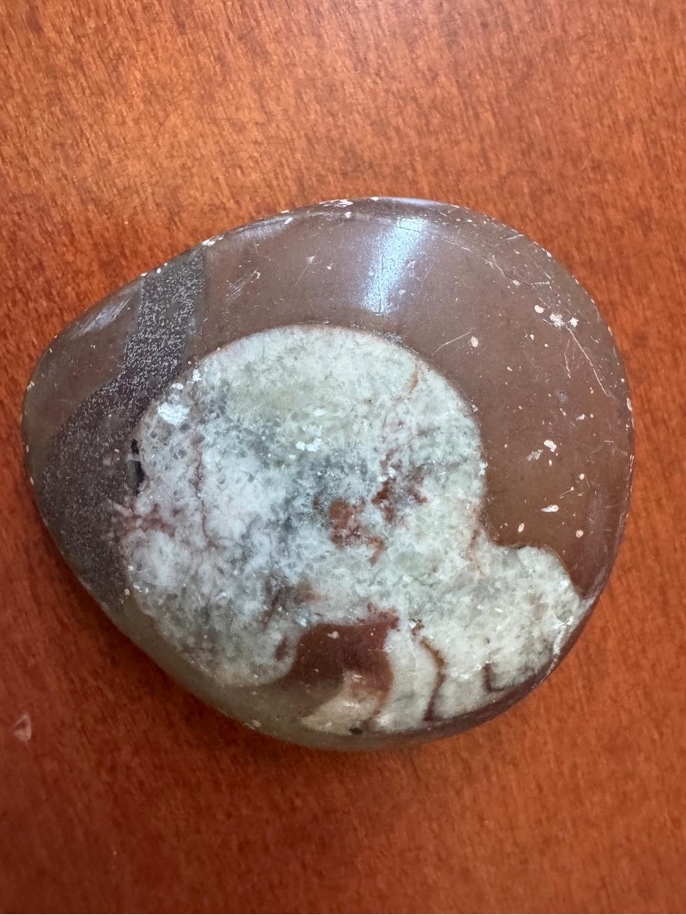 Polished Natural Moroccan Goniatite Ammonite Fossil Stone Paperweight Palm Stone